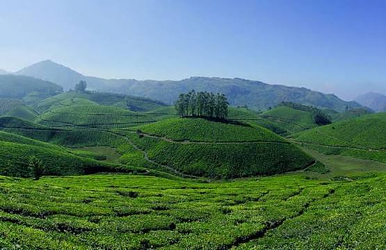 Tea gardens in Munnar