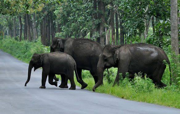 Wayanad forests, waterfalls, caves and plantation hills