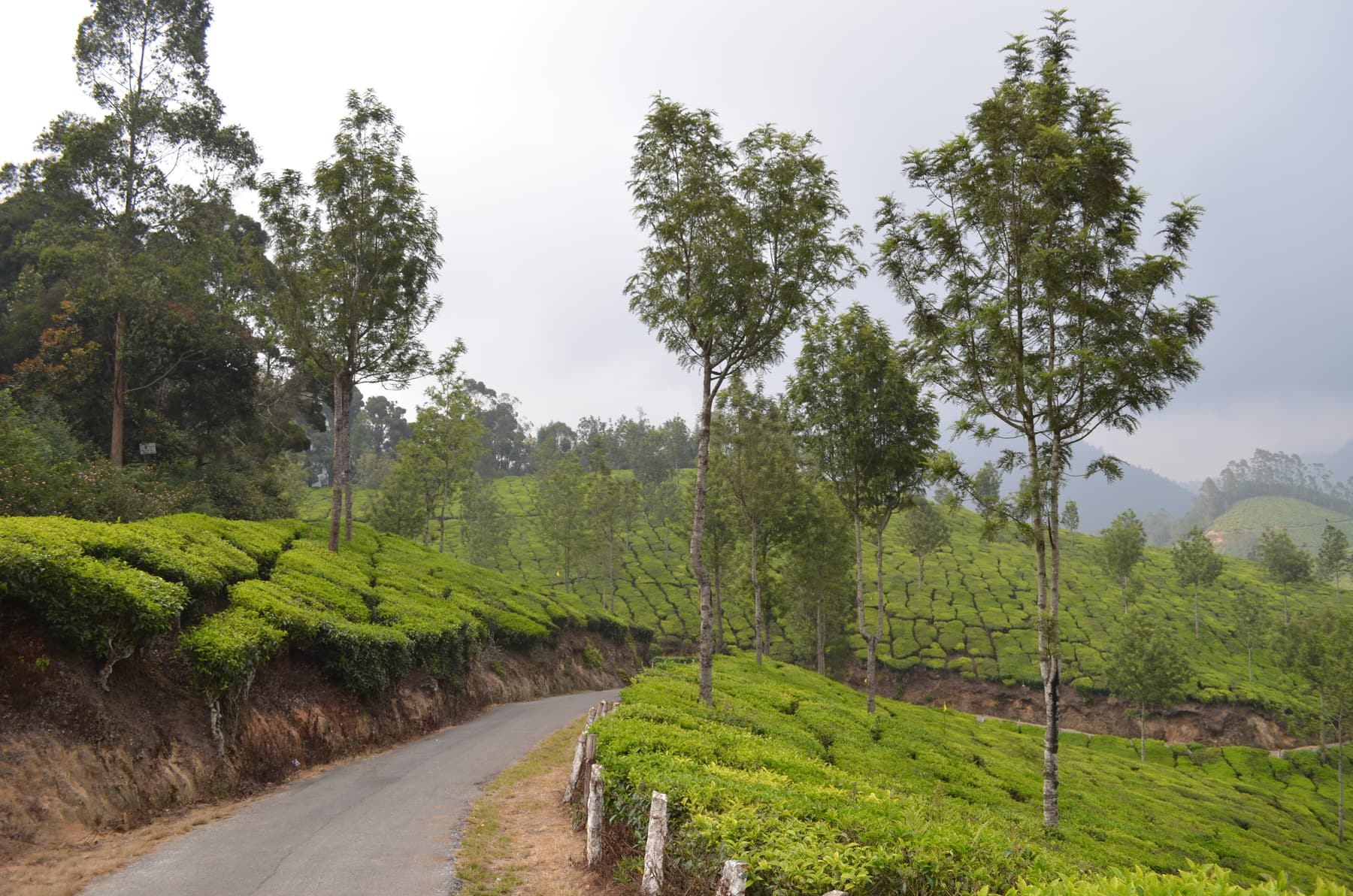 Road curving through green tea gardens